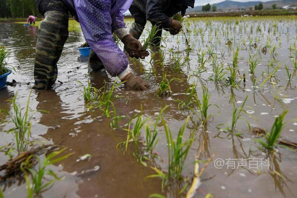 插秧是水稻还是小麦？插秧的作物是水稻