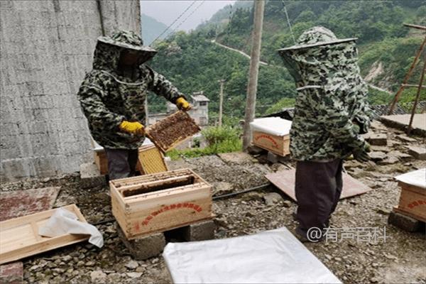 最有效的诱捕蜂方法有哪些，操作步骤