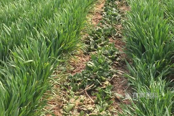 种植小麦如何和菠菜间作？在小麦播种时如何均匀插入菠菜种子？