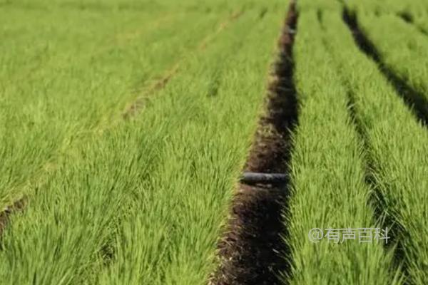 水稻节水灌溉技巧，科学浇水后间隔3-4天再次灌溉