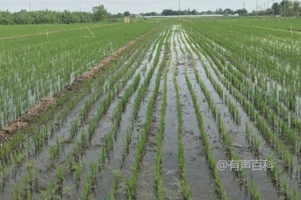 水稻节水灌溉技巧，科学浇水后间隔3-4天再次灌溉