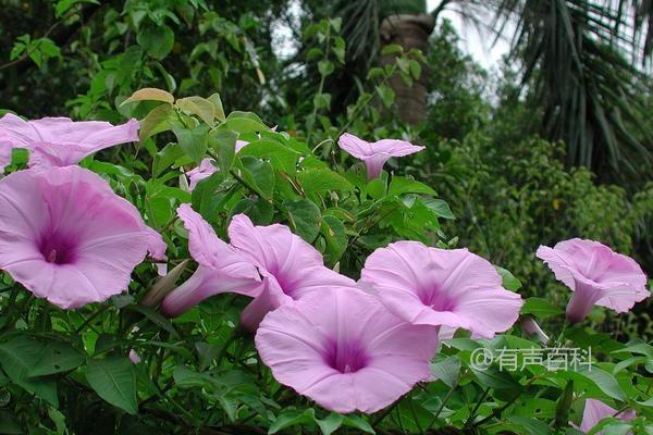 牵牛花的养护与种植技巧，助您打造健康茁壮的牵牛花