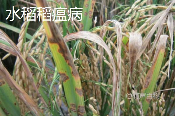 水稻稻瘟病的症状、防治措施及灰色霉层的表现