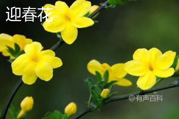 连翘与迎春花的区别：连翘花有四瓣，迎春花则有六瓣