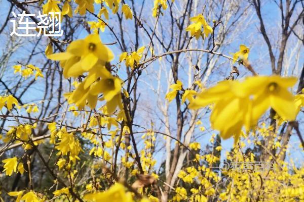 连翘与迎春花的区别：连翘花有四瓣，迎春花则有六瓣