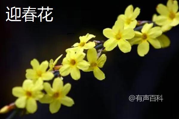 连翘与迎春花的区别：连翘花有四瓣，迎春花则有六瓣