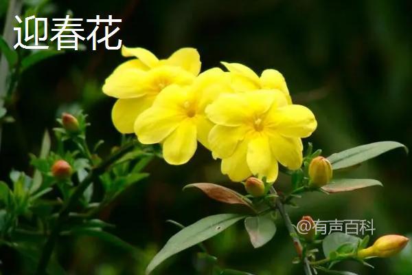 连翘与迎春花的区别：连翘花有四瓣，迎春花则有六瓣