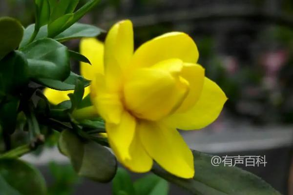 连翘与迎春花的区别：连翘花有四瓣，迎春花则有六瓣