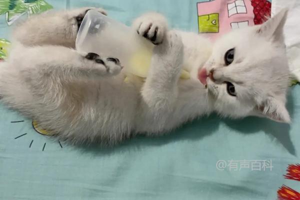 刚出生的小猫如何喂奶：4种方法详解