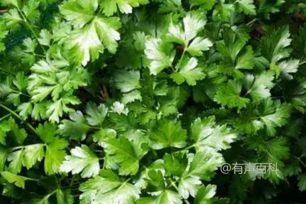 为了符合百度SEO规范，文章标题可以修改为：“欧芹与芹菜有什么区别？究竟它们是同一种植物吗？”