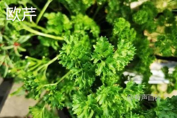 为了符合百度SEO规范，文章标题可以修改为：“欧芹与芹菜有什么区别？究竟它们是同一种植物吗？”