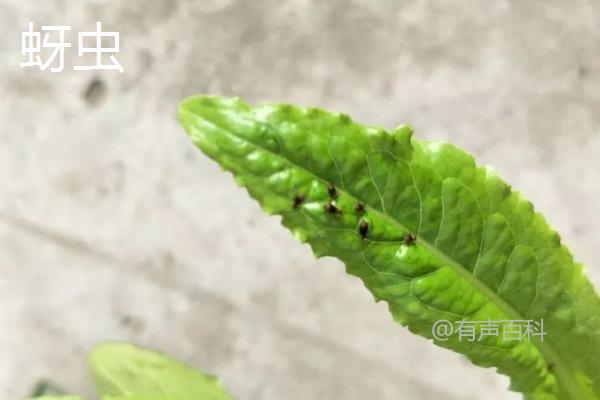 油麦菜病虫害防治方法及对策