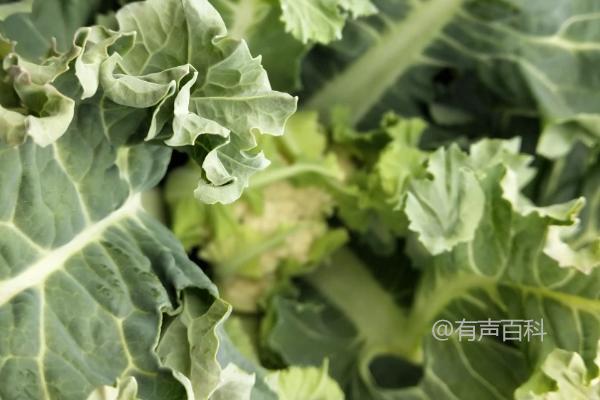 花椰菜斜纹夜蛾危害及幼虫大量啃食叶肉情况