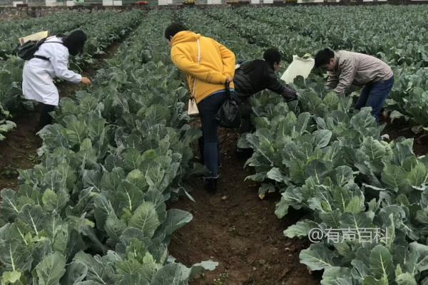 花椰菜斜纹夜蛾危害及幼虫大量啃食叶肉情况