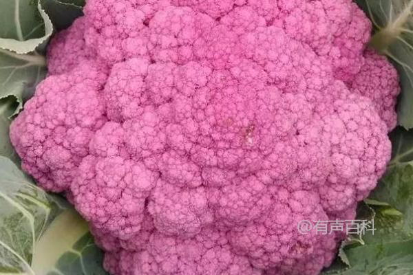 花椰菜斜纹夜蛾危害及幼虫大量啃食叶肉情况