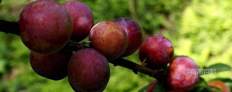 李子树种植技术及种植时间要点