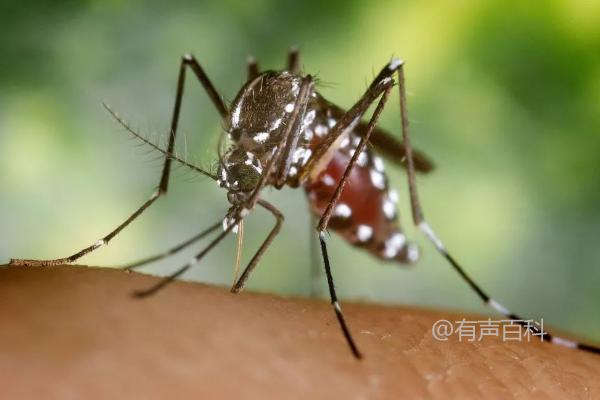 蚊子的生态益处：传播花粉为鸟类提供食物