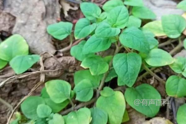 广金钱草种植几年可以收获？种植1年即可采收