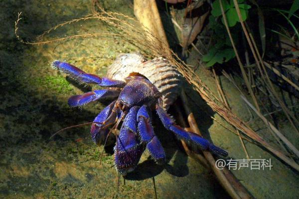 寄居蟹的饲料及生活习性详解