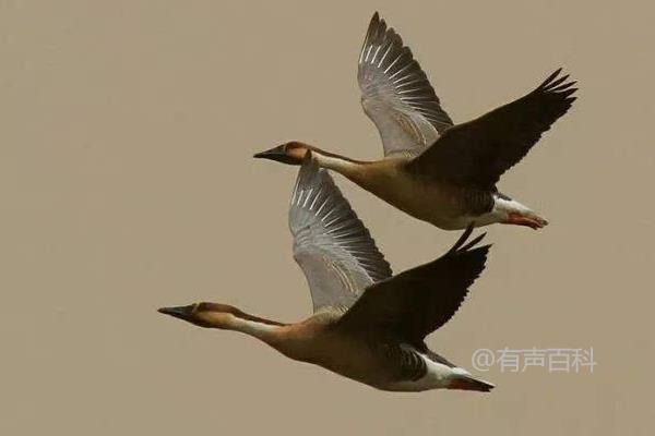 大雁的食物是什么？大雁的饲料分类详解