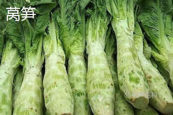 贡菜和莴笋的区别及特点