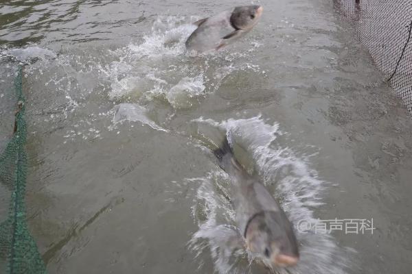 青鱼适合的饲料有哪些？植物饲料和动物饲料哪种更好？