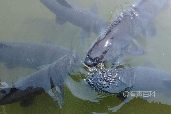 青鱼适合的饲料有哪些？植物饲料和动物饲料哪种更好？