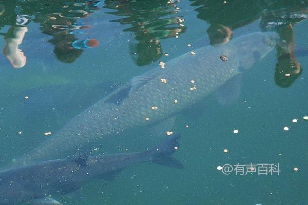 青鱼适合的饲料有哪些？植物饲料和动物饲料哪种更好？