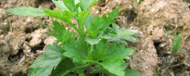 种植菊花脑的技术和了解