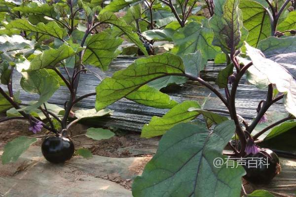 夏季茄子追肥注意事项及氮肥施用对产量和品质的影响