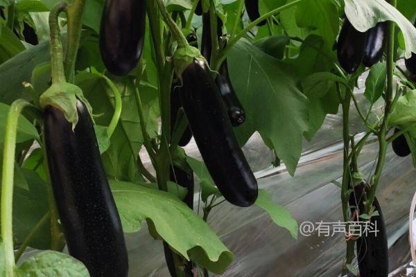 夏季茄子追肥注意事项及氮肥施用对产量和品质的影响