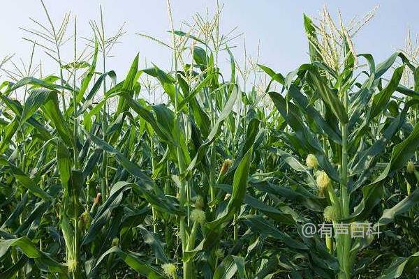 如何选择适合玉米田除草的除草剂