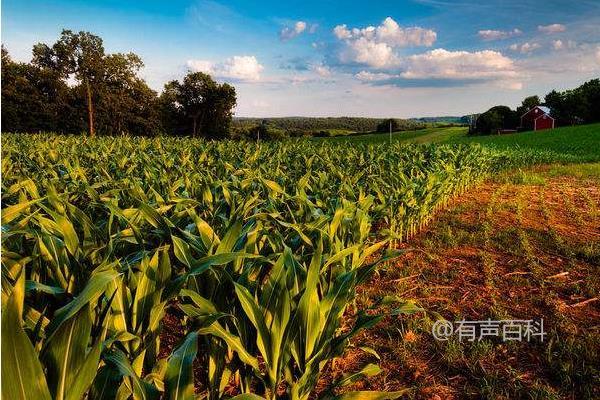 如何选择适合玉米田除草的除草剂