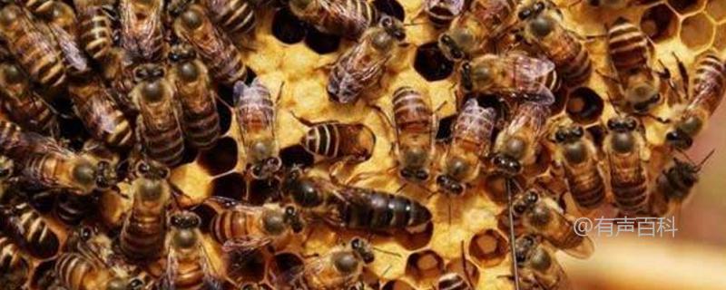 蜜蜂是社会性昆虫，它们通常会形成一个庞大的