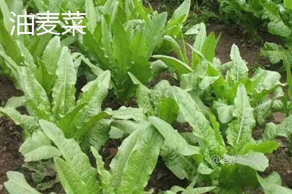 油麦菜与油菜的区别是什么？