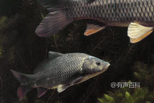 **适合在河水中饲养的鱼有哪些？鲤鱼、鲢鱼和鳙鱼都适合吗？**