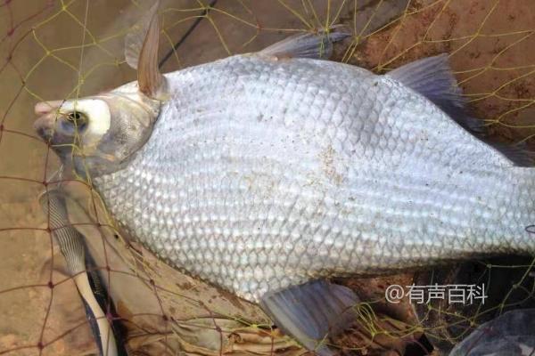 **适合在河水中饲养的鱼有哪些？鲤鱼、鲢鱼和鳙鱼都适合吗？**