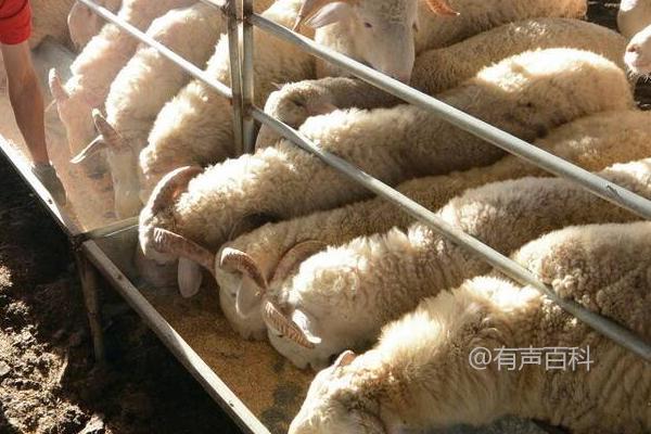 羊每天应该吃多少饲料？体型大小决定饲料消耗量