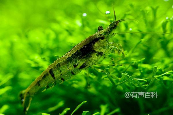 河里的透明小虾食物链：以浮游生物和藻类为食