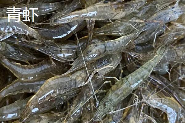 河里的透明小虾食物链：以浮游生物和藻类为食