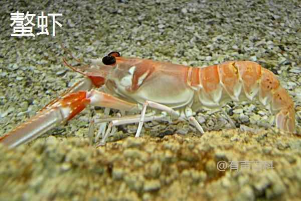 河里的透明小虾食物链：以浮游生物和藻类为食