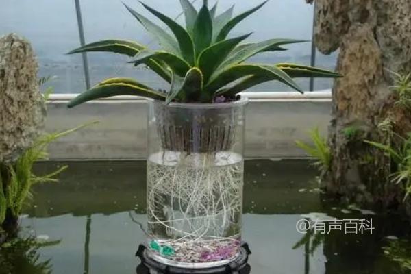 龙舌兰可水培吗，水培需注意营养比例配备