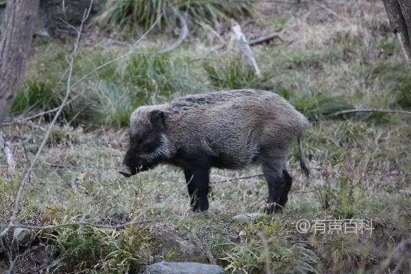 野猪喜欢的气味