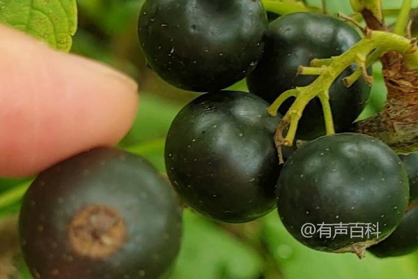 黑豆果简介：虎耳草目、茶藨子科植物分类特征及生长习性