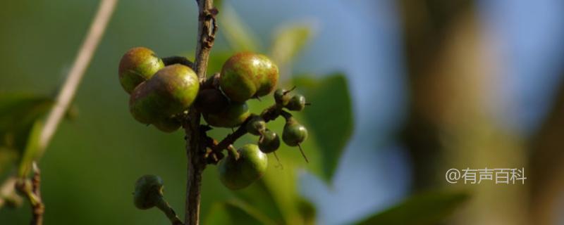 茶树种子的繁殖技术及采收、贮运方法