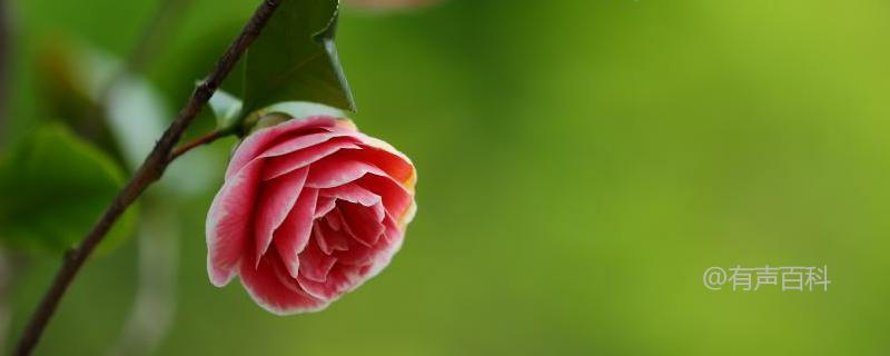 茶树、茶花和花茶的区别