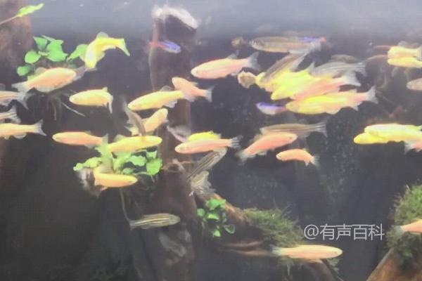 小斑马鱼喂食频率及次数建议 每天喂食两次效果更佳