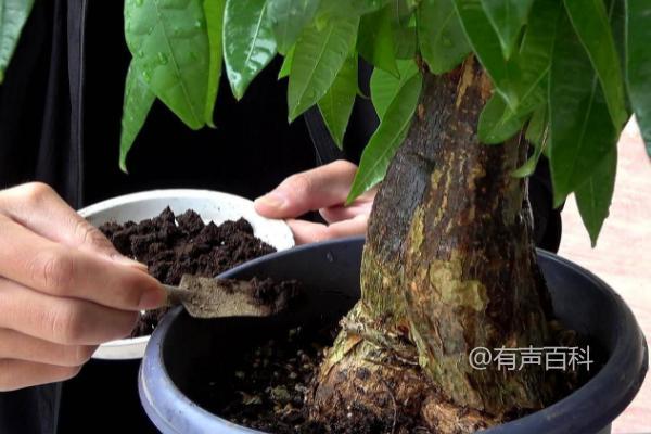 观叶植物冬季防寒防冻及施肥管理技巧