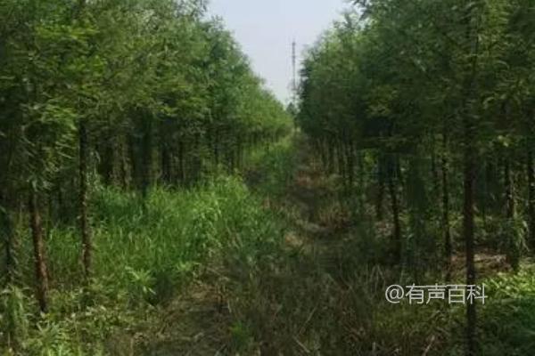 移栽中山杉树苗的要点及施肥建议