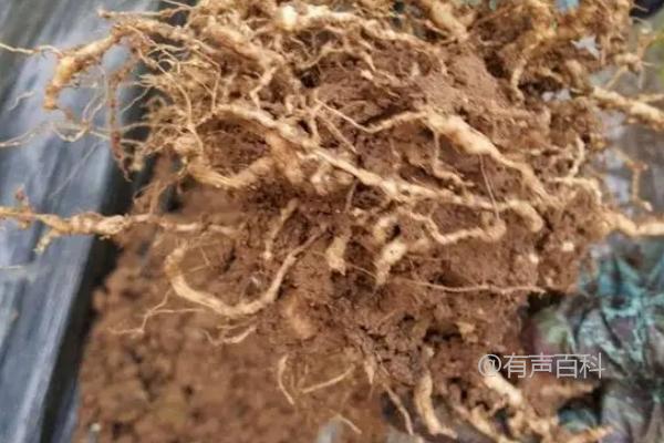 阿维菌素防治线虫的使用方法及亩用量建议